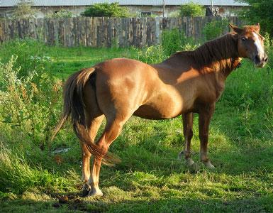 Сонник - лошадь и толкование сновидений, связанных с лошадьми К чему снится уходящая лошадь